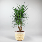 Drachenbaum 'Magenta' - Dracaena marginata