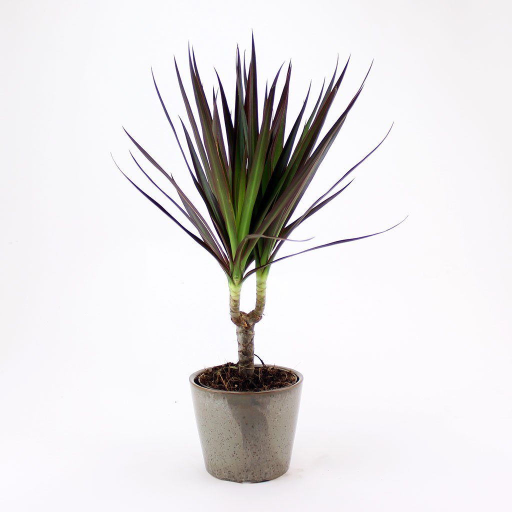 Drachenbaum 'Magenta'
