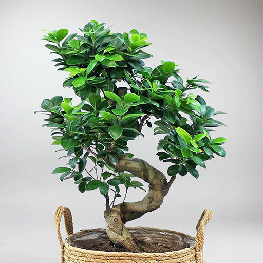 Chinesische Feige 'Ficus Ginseng Bonsai'