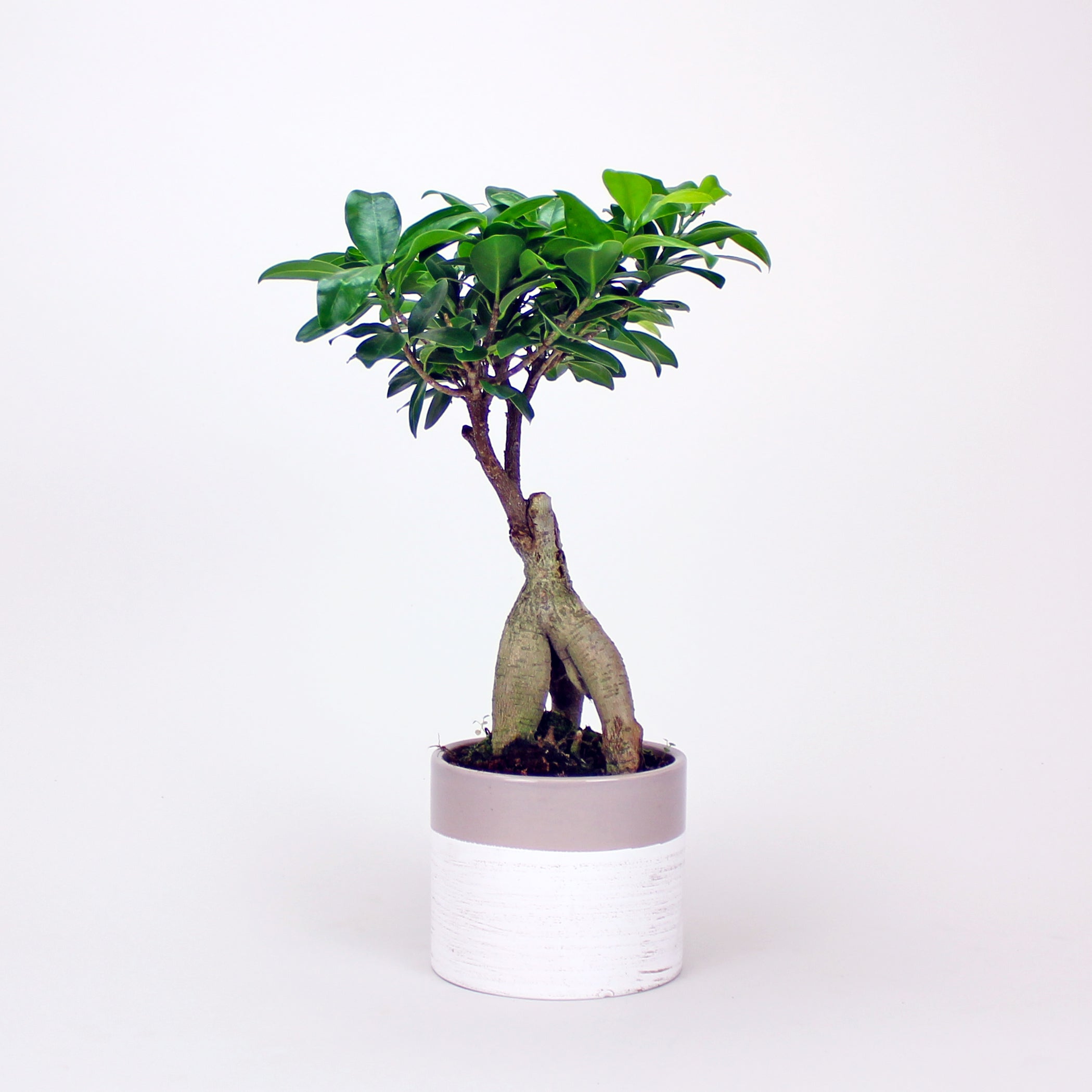 Chinesische Feige 'Ficus Ginseng Bonsai'