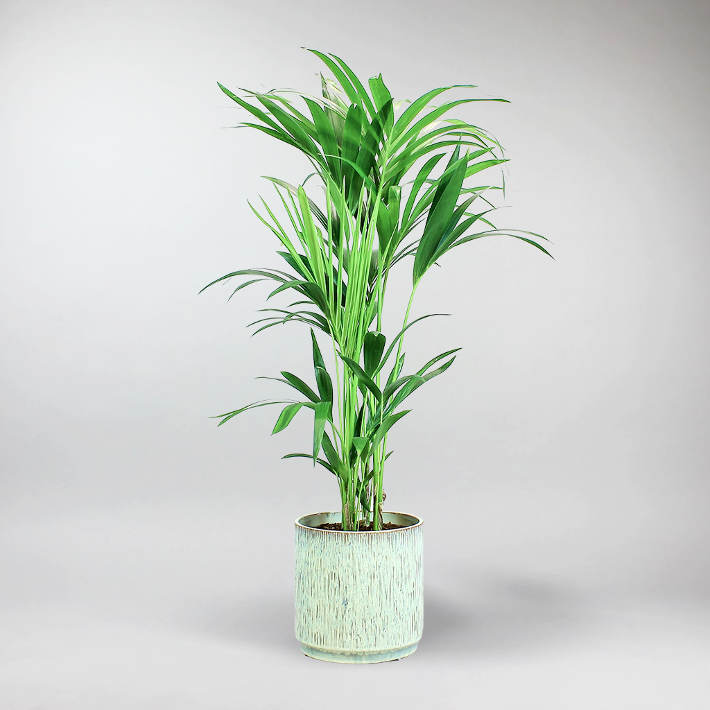 Kentia Palme (Howea forsteriana) die Palme mit Oho! – Bloombox Club DE