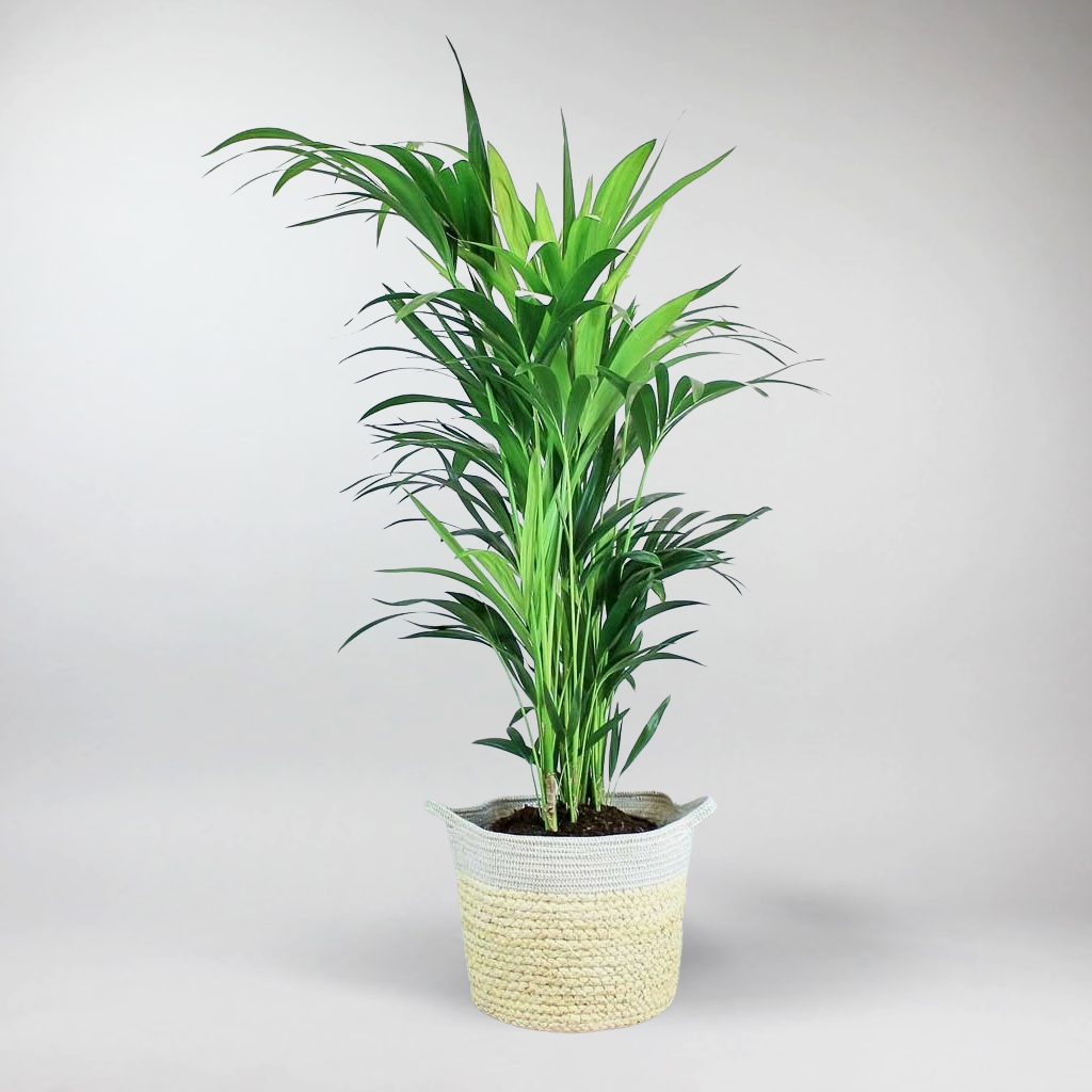 kentia palme retten Kentia Palme (Howea forsteriana) die Palme mit Oho! – Bloombox Club DE
