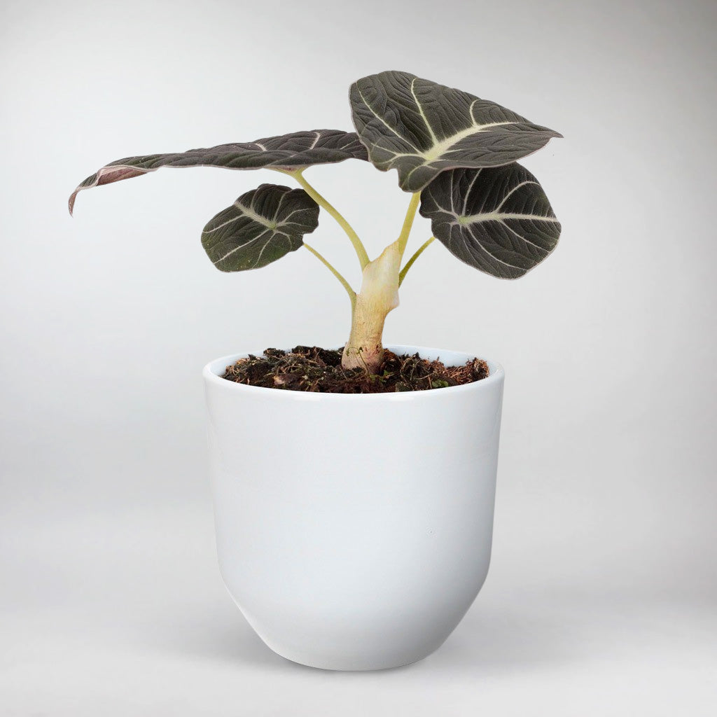 Seltene & einzigartige Pflanzen  Bloombox Club DE