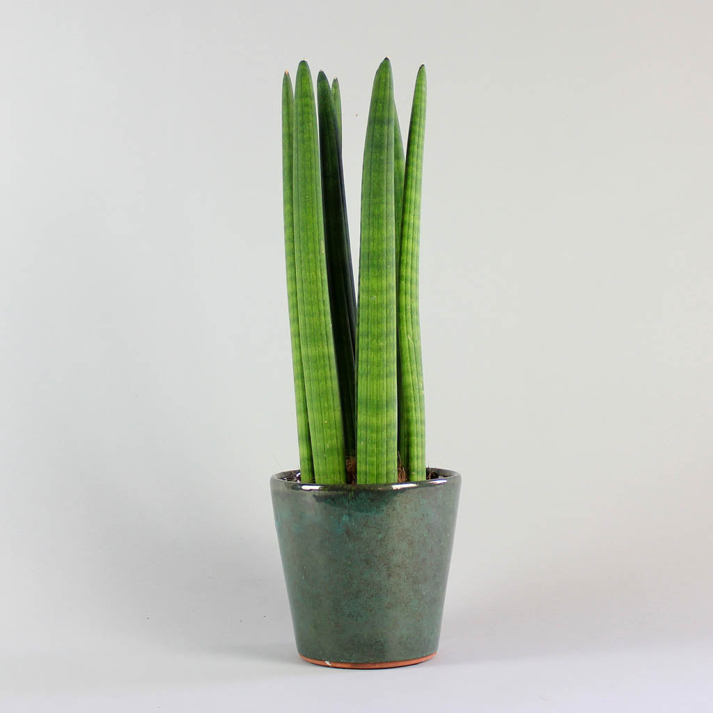 sansevieria cylindrica groß Zylinder-Bogenhanf (Sansevieria Cylindrica) — Bloombox Club – Bloombox Club DE
