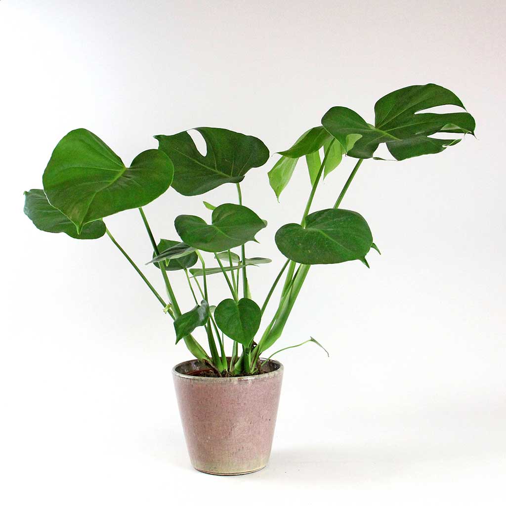 fensterblatt monstera deliciosa erfahrungsbericht Das pflegeleichte Fensterblatt (Monstera deliciosa) – Bloombox Club DE