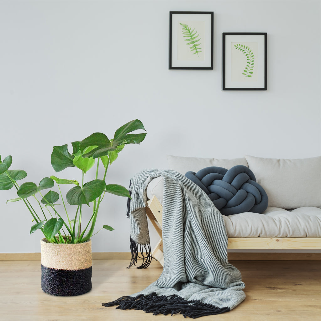 fensterblatt monstera deliciosa Das pflegeleichte Fensterblatt (Monstera deliciosa) – Bloombox Club DE