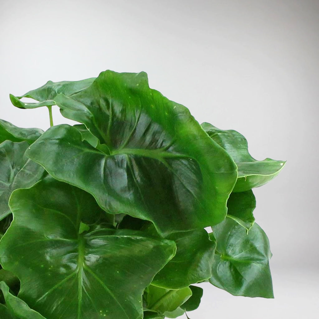 philodendron atom gelbe blätter Der besonders buschige Philodendron Atom
