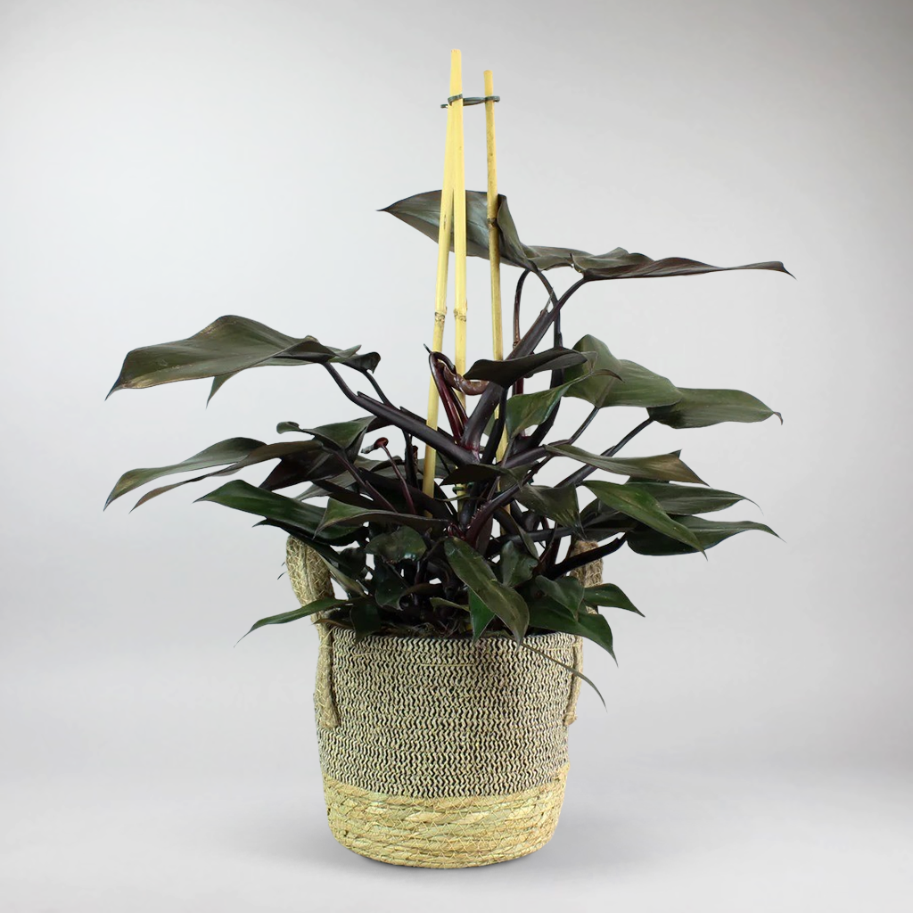 philodendron dunkel Philodendron Red