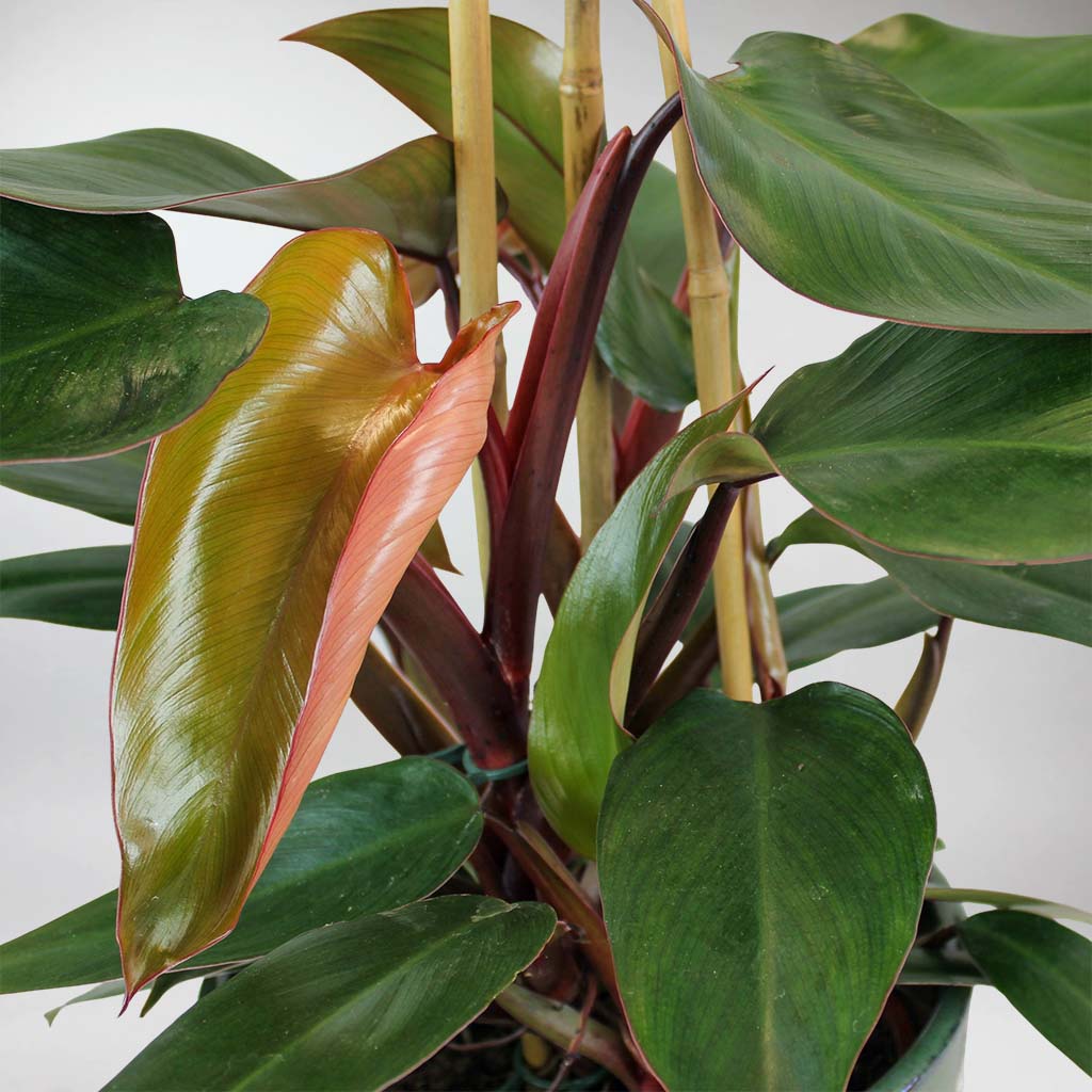 ruby red philodendron Philodendron Ruby
