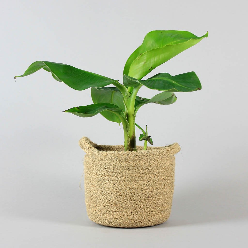 Bananenpflanze 'Dwarf Cavendish'