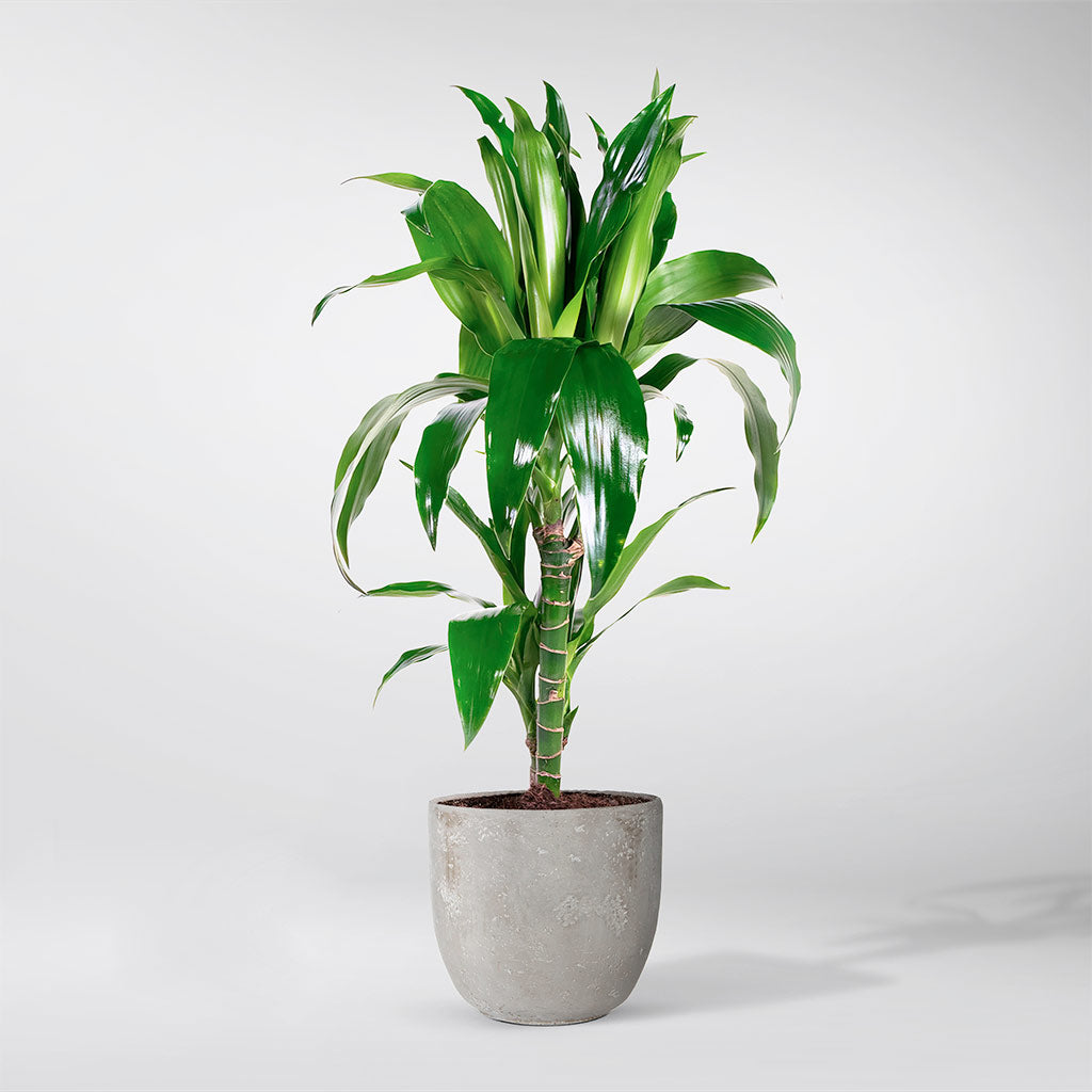 Kaufe online mittelgroe Pflanzen | Bloombox Club  Bloombox Club DE