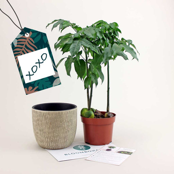Gutschein für Pflanzen-Abo Box