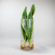Bogenhanf im Glas - Hydroponik Sansevieria futura superba