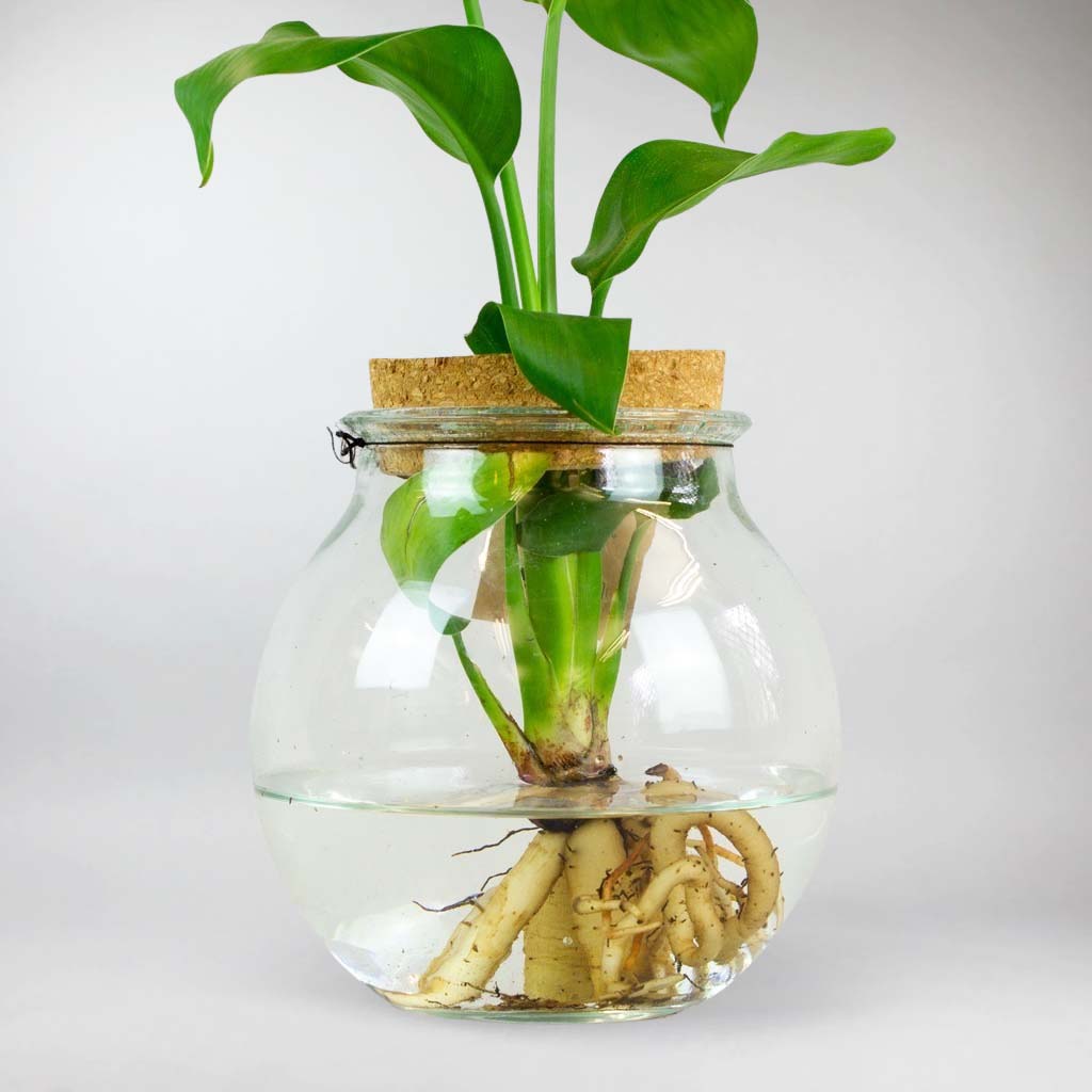 strelitzia nicolai erde Strelitzie 'Paradiesvogelblume' im Glas - Hydroponik