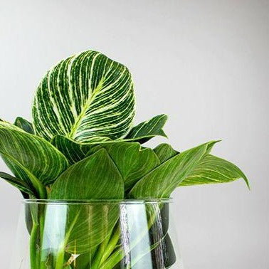 hydroponic philodendron white wave Philodendron 'White Wave' im Glas - Hydroponik